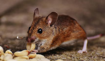 24 Hour & Emergency Exterminators in Oak Lawn, IL